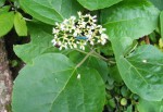 Premna senensis