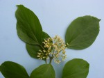 Premna senensis