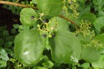 Premna senensis