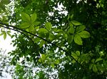 Vitex buchananii