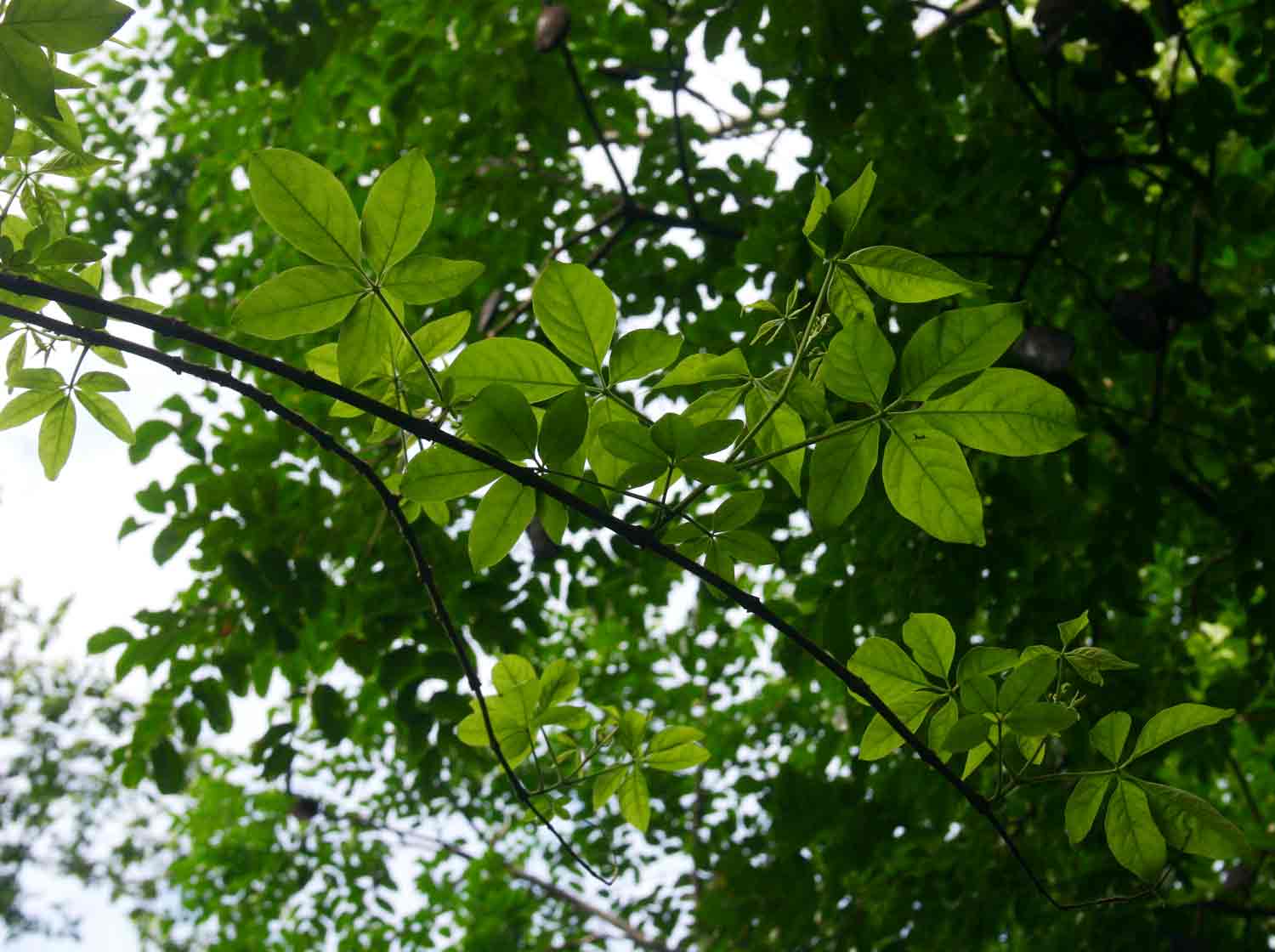 Vitex buchananii