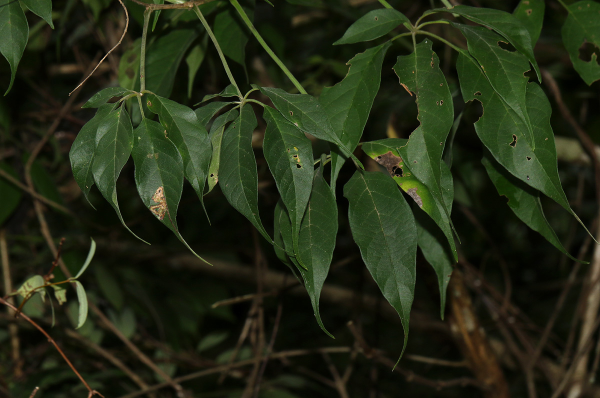 Vitex buchananii