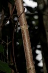 Vitex buchananii