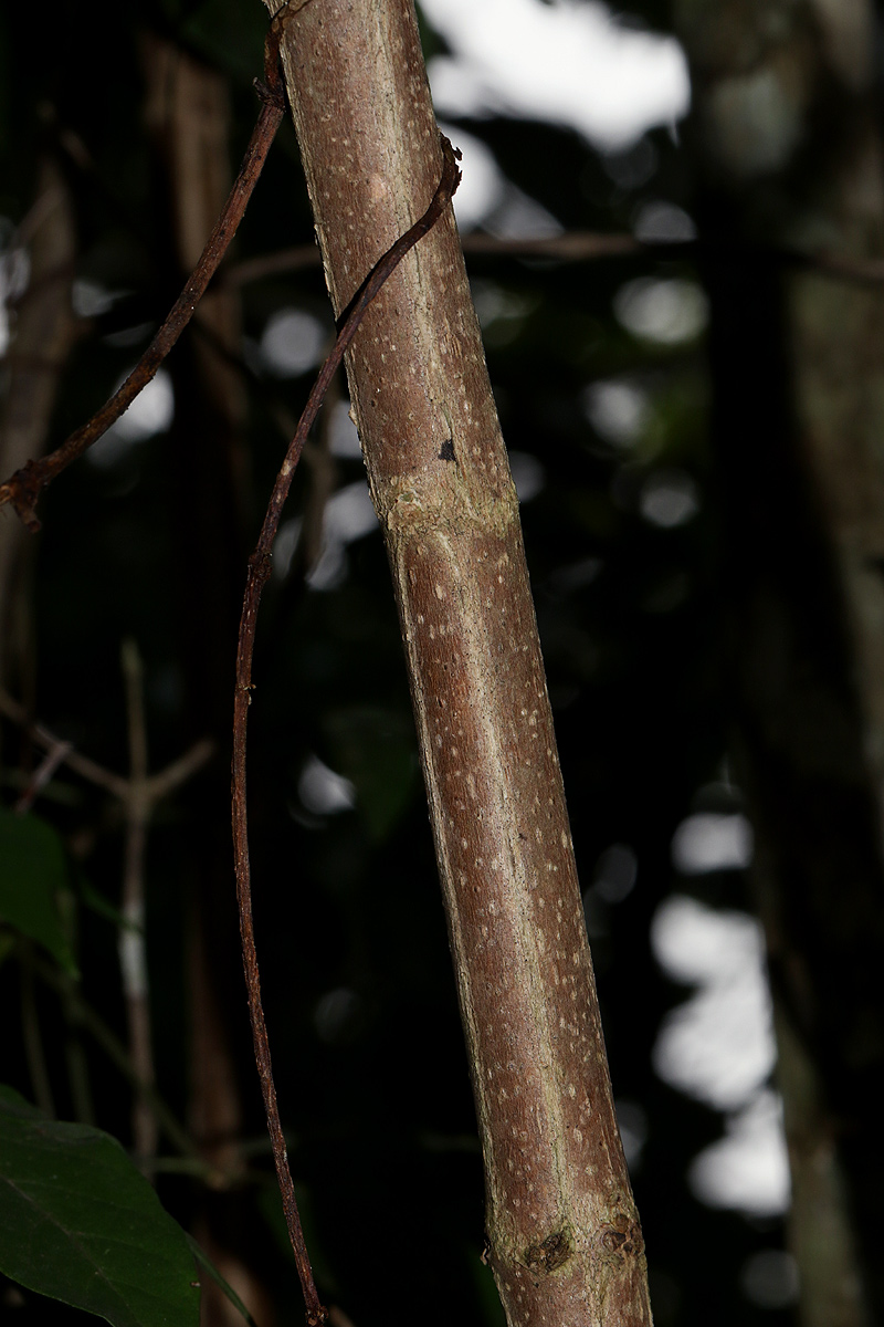 Vitex buchananii