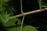 Vitex buchananii