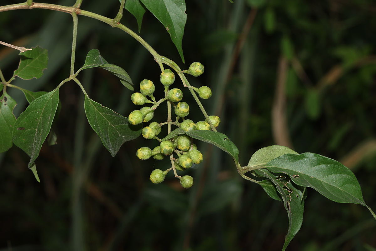 Vitex buchananii