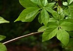 Vitex buchananii