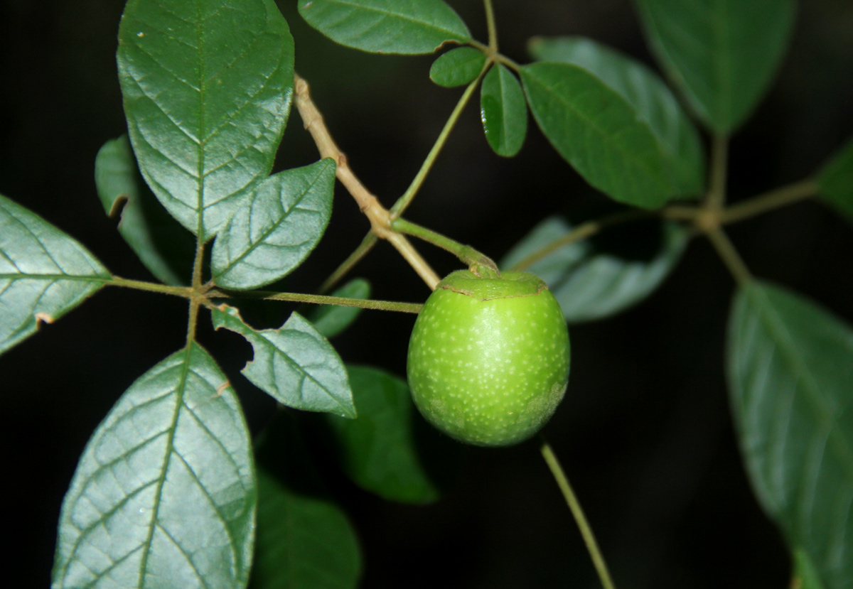 Vitex ferruginea