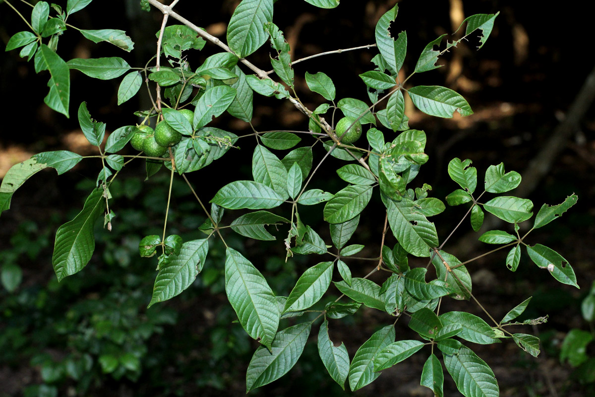 Vitex ferruginea
