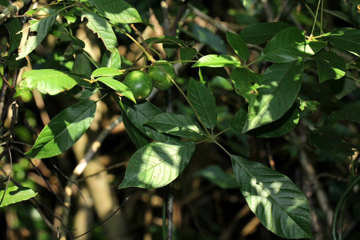 Vitex ferruginea