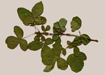 Vitex mombassae