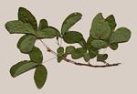 Vitex mombassae