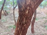 Vitex mombassae