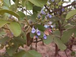 Vitex mombassae