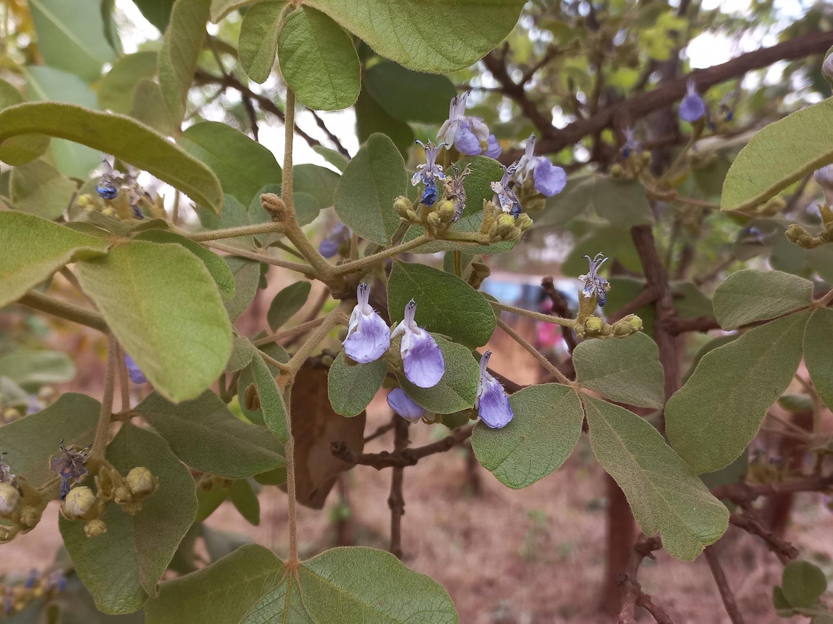 Vitex mombassae