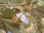 Vitex mombassae