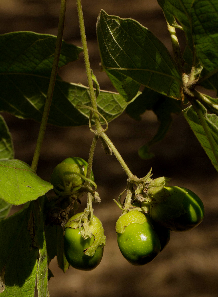 Vitex payos