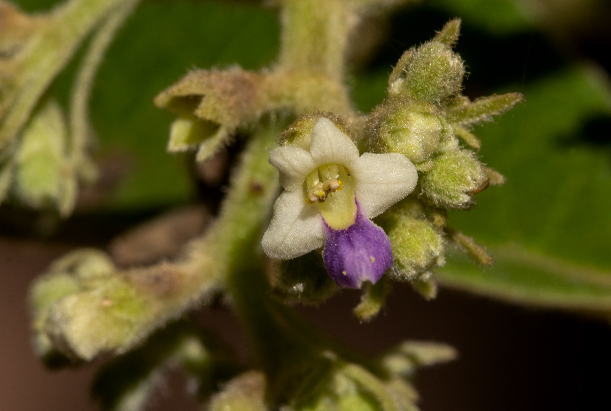 Vitex payos