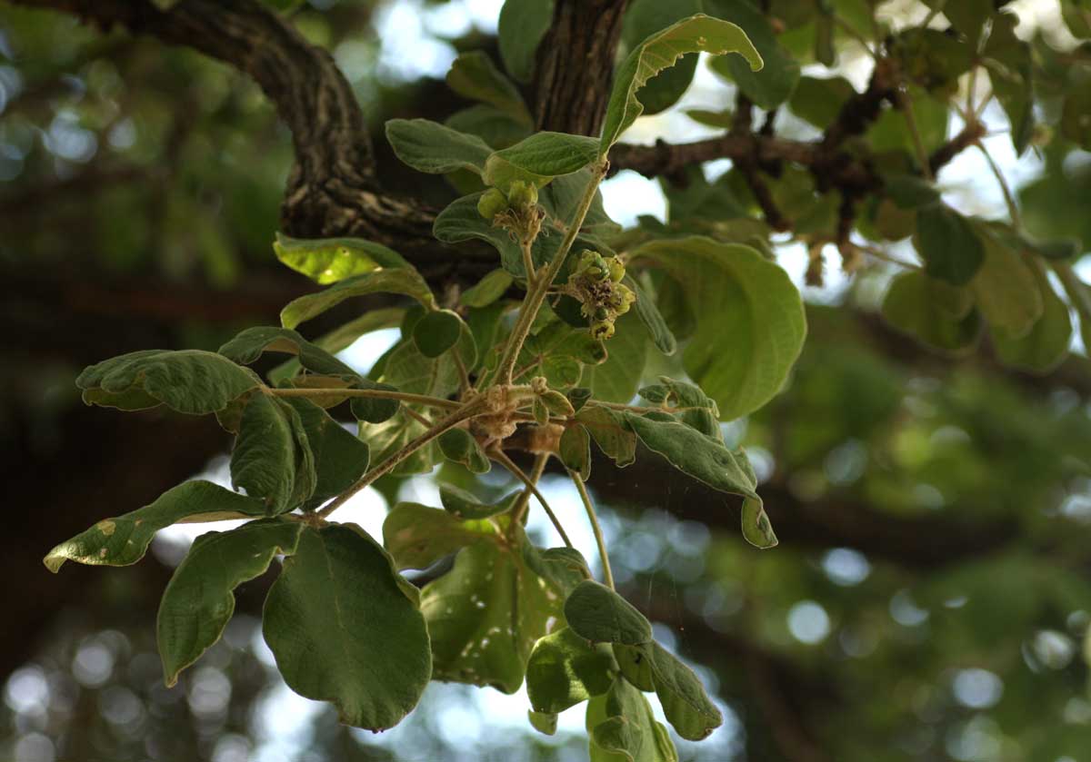 Vitex payos