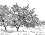 Vitex payos