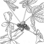 Vitex payos