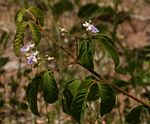 Vitex petersiana
