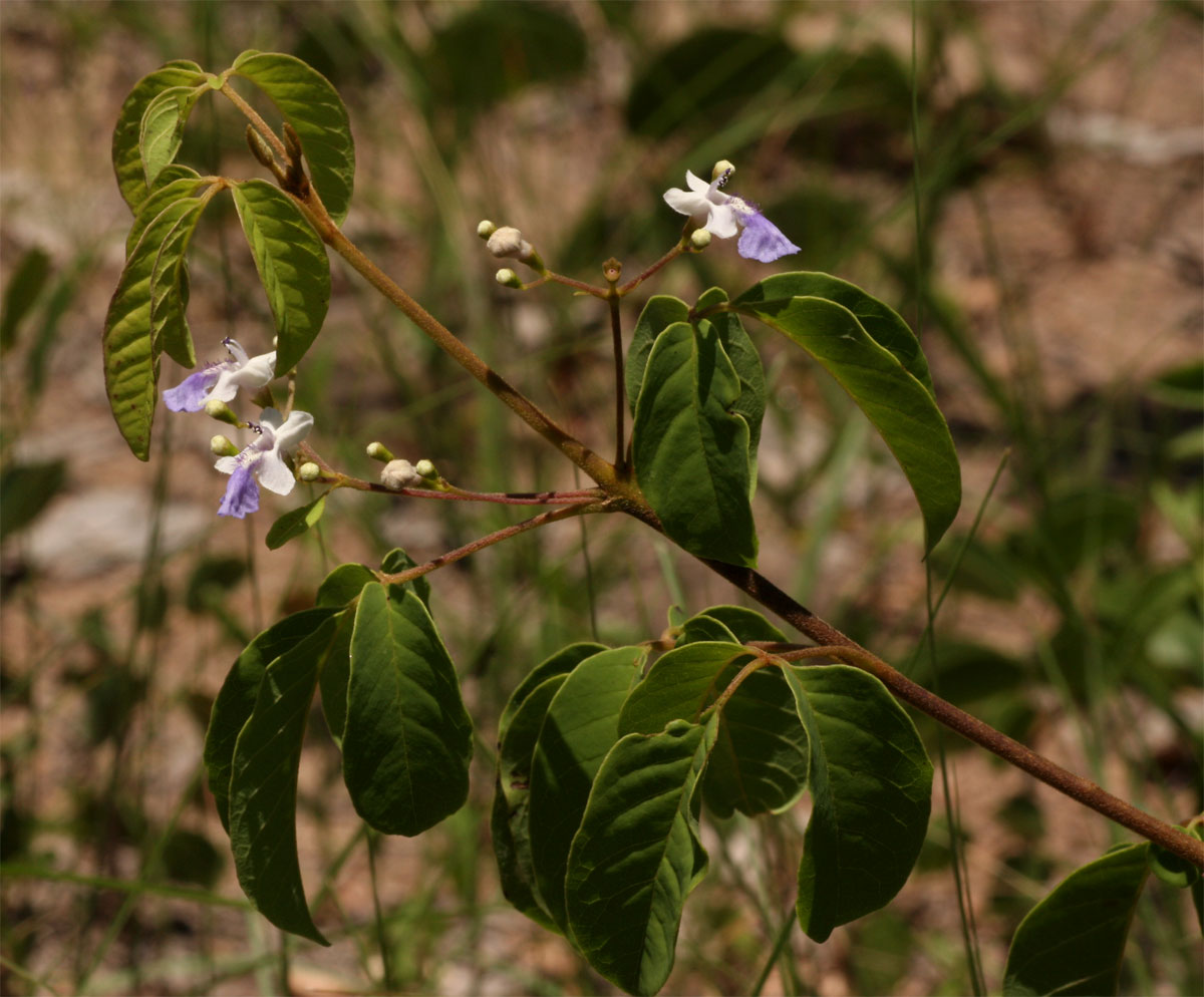 Vitex petersiana