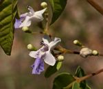 Vitex petersiana