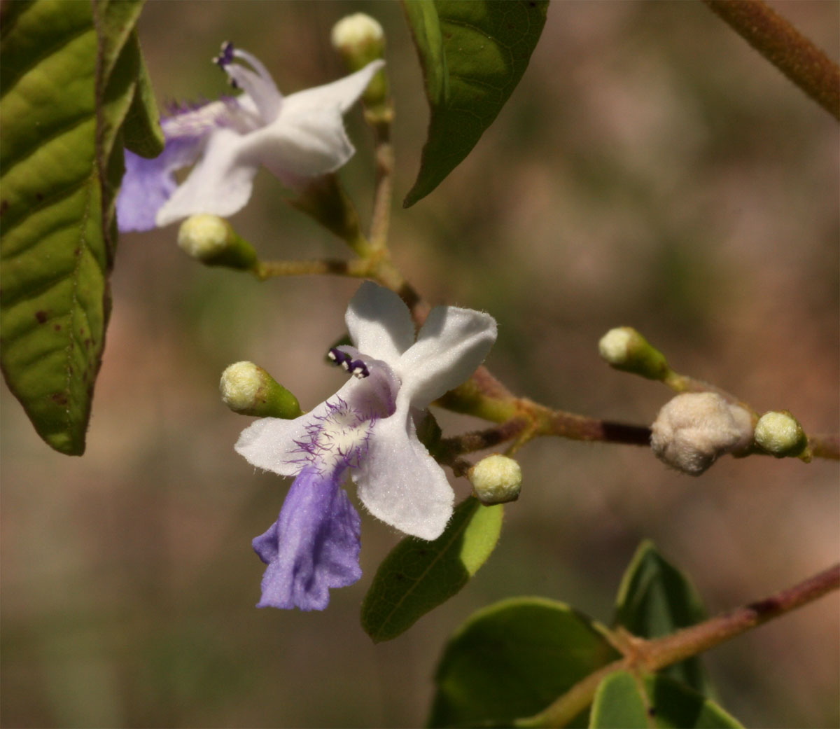 Vitex petersiana