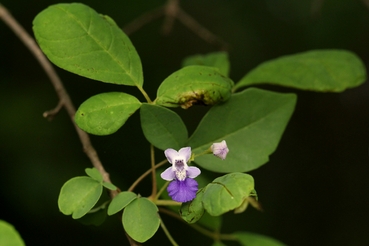 Vitex petersiana