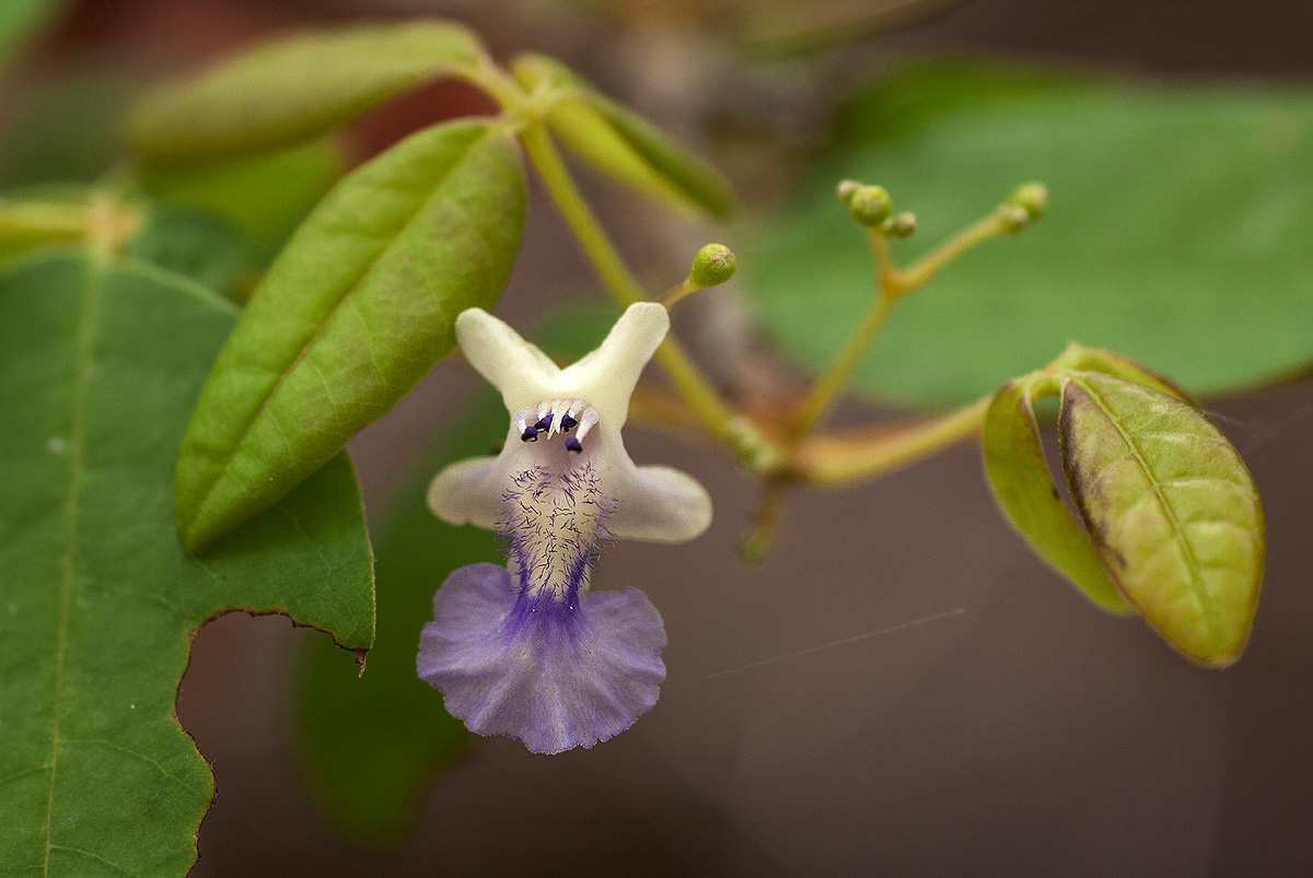 Vitex petersiana