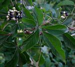 Vitex schliebenii
