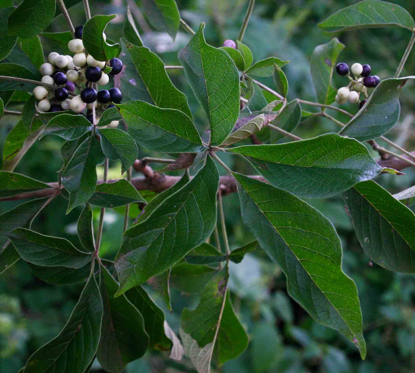 Vitex schliebenii