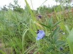 Rotheca hirsuta