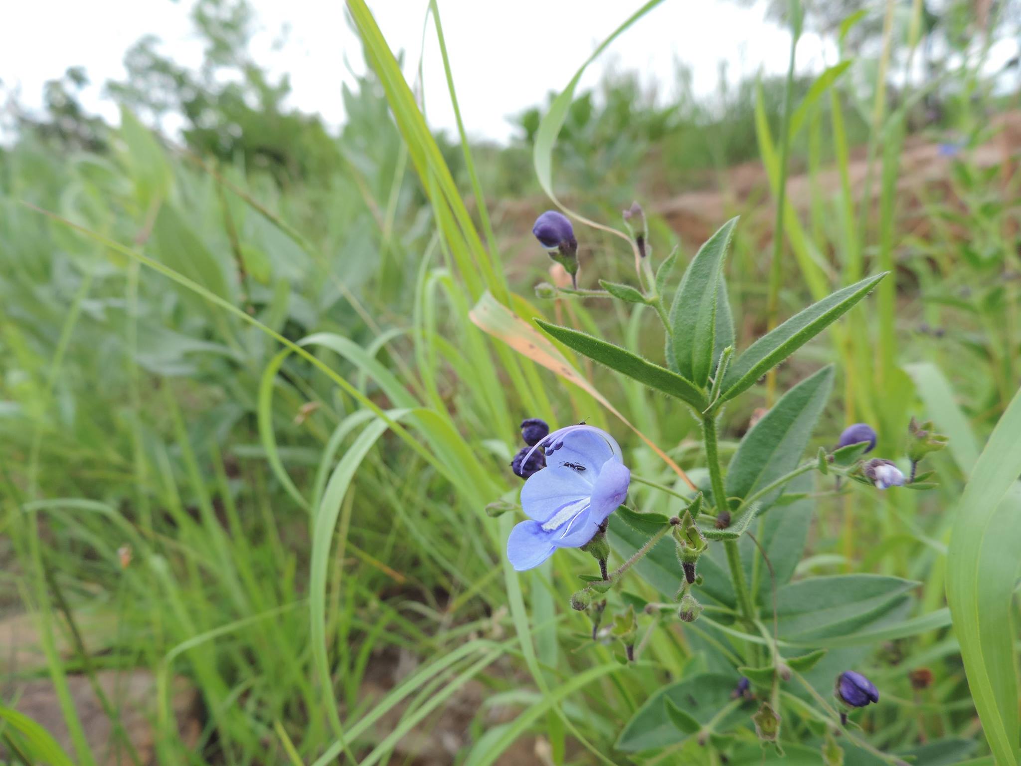 Rotheca hirsuta