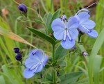 Rotheca hirsuta