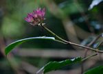 Clerodendrum cephalanthum subsp. swynnertonii