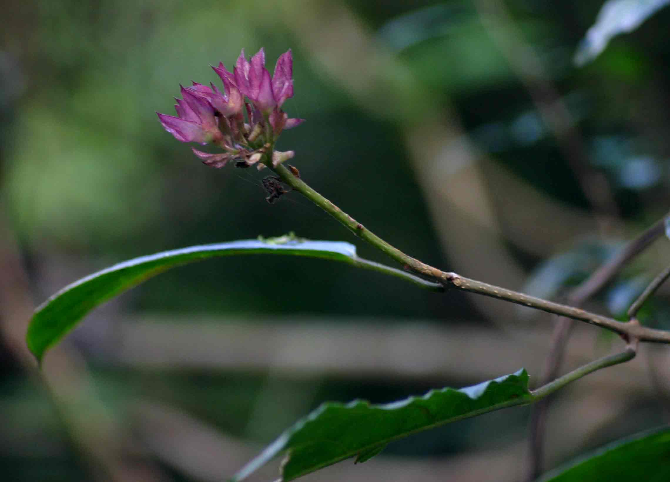 Clerodendrum cephalanthum subsp. swynnertonii