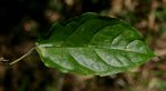 Clerodendrum cephalanthum subsp. swynnertonii