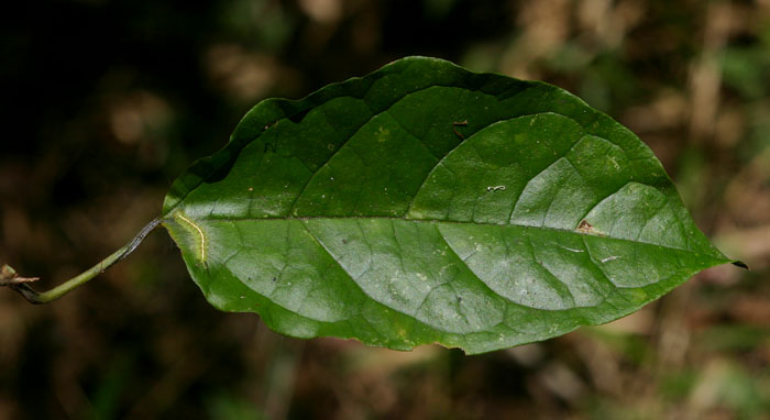 Clerodendrum cephalanthum subsp. swynnertonii