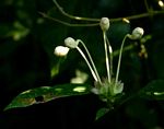 Clerodendrum cephalanthum subsp. swynnertonii