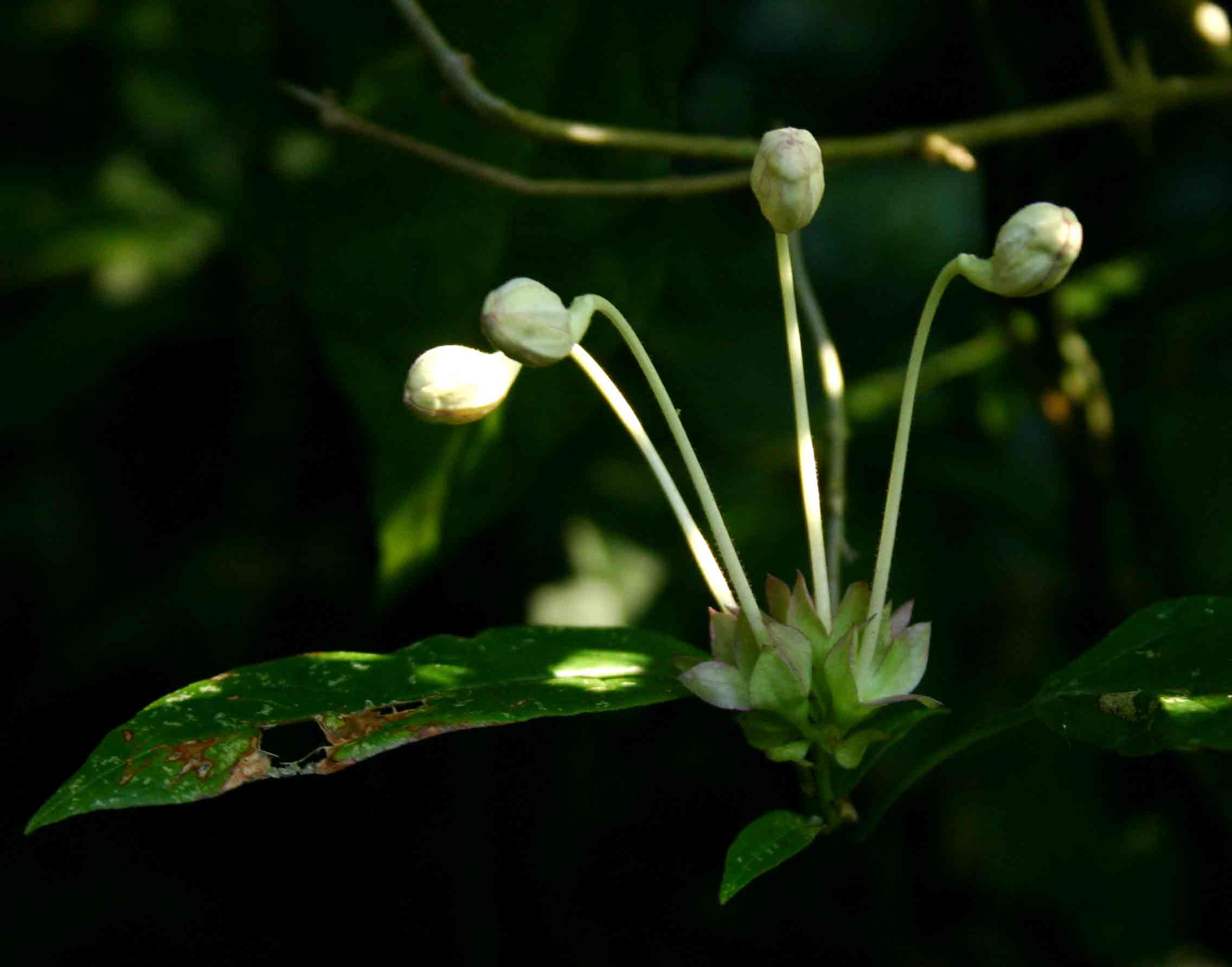 Clerodendrum cephalanthum subsp. swynnertonii