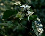 Clerodendrum cephalanthum subsp. swynnertonii