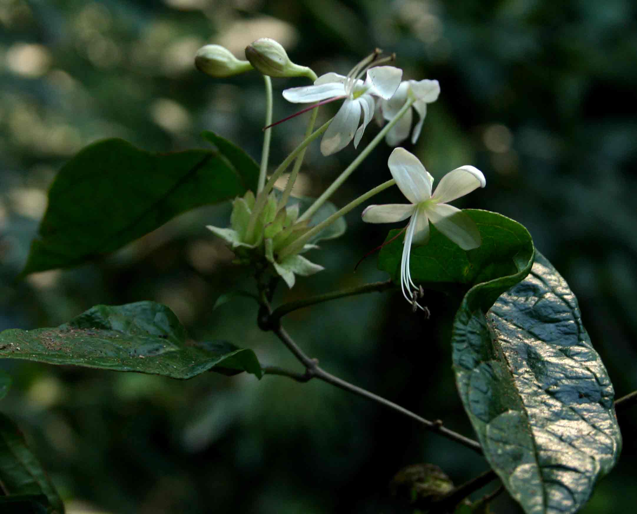 Clerodendrum cephalanthum subsp. swynnertonii