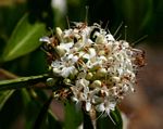 Volkameria eriophylla