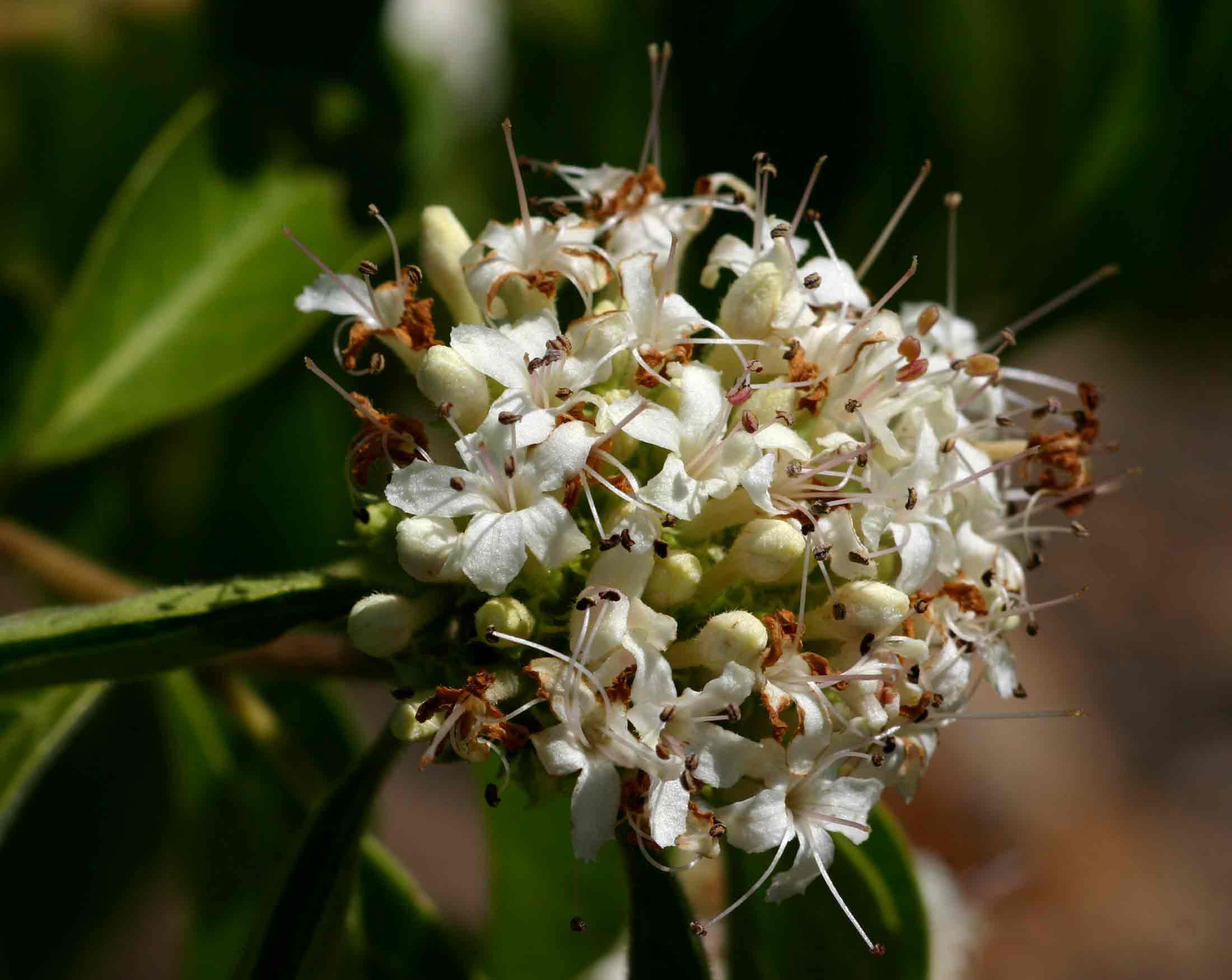 Volkameria eriophylla