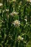 Volkameria eriophylla