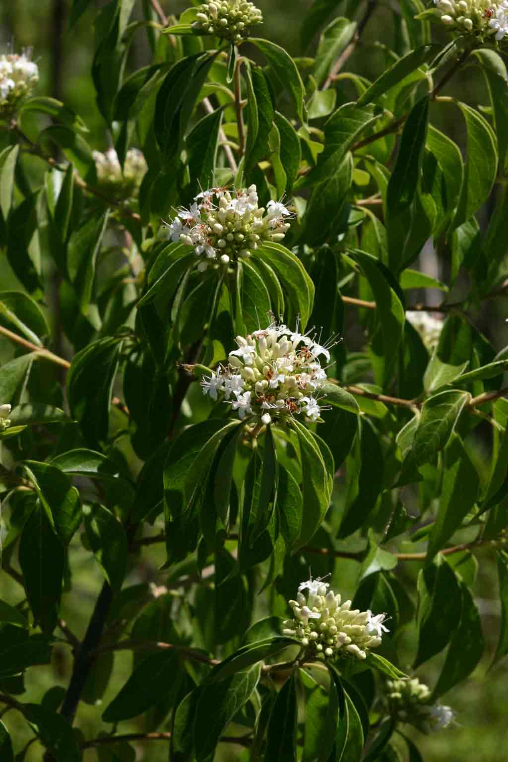 Volkameria eriophylla