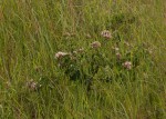 Volkameria eriophylla