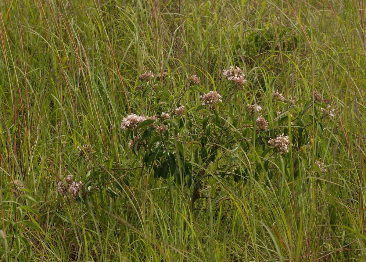 Volkameria eriophylla